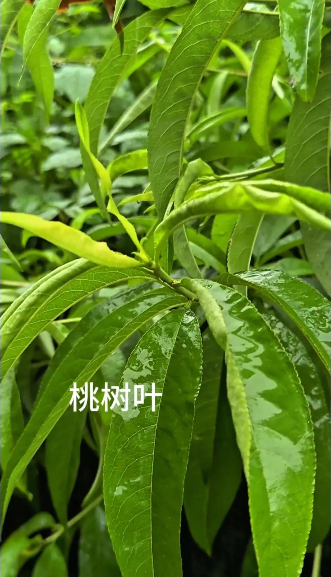 00后斯诺克新王诞生!!!!!今天被吴宜泽绝杀彻底燃到!!!!中国斯诺克新王终于