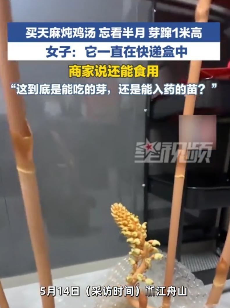 浙江舟山，一女子买了天麻打算炖鸡汤，随手往厨房角落一搁就忙忘了。整整半个月后想起