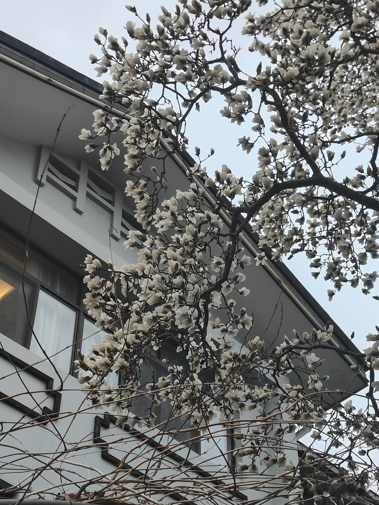 扬州限定‼️全城仅此一棵的百年宝华玉兰开了
 
扬州珍园藏着近百岁宝华玉兰
全扬