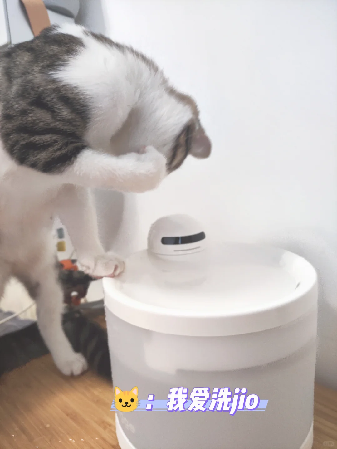 奥斯卡欠它一个小金人，太会演了