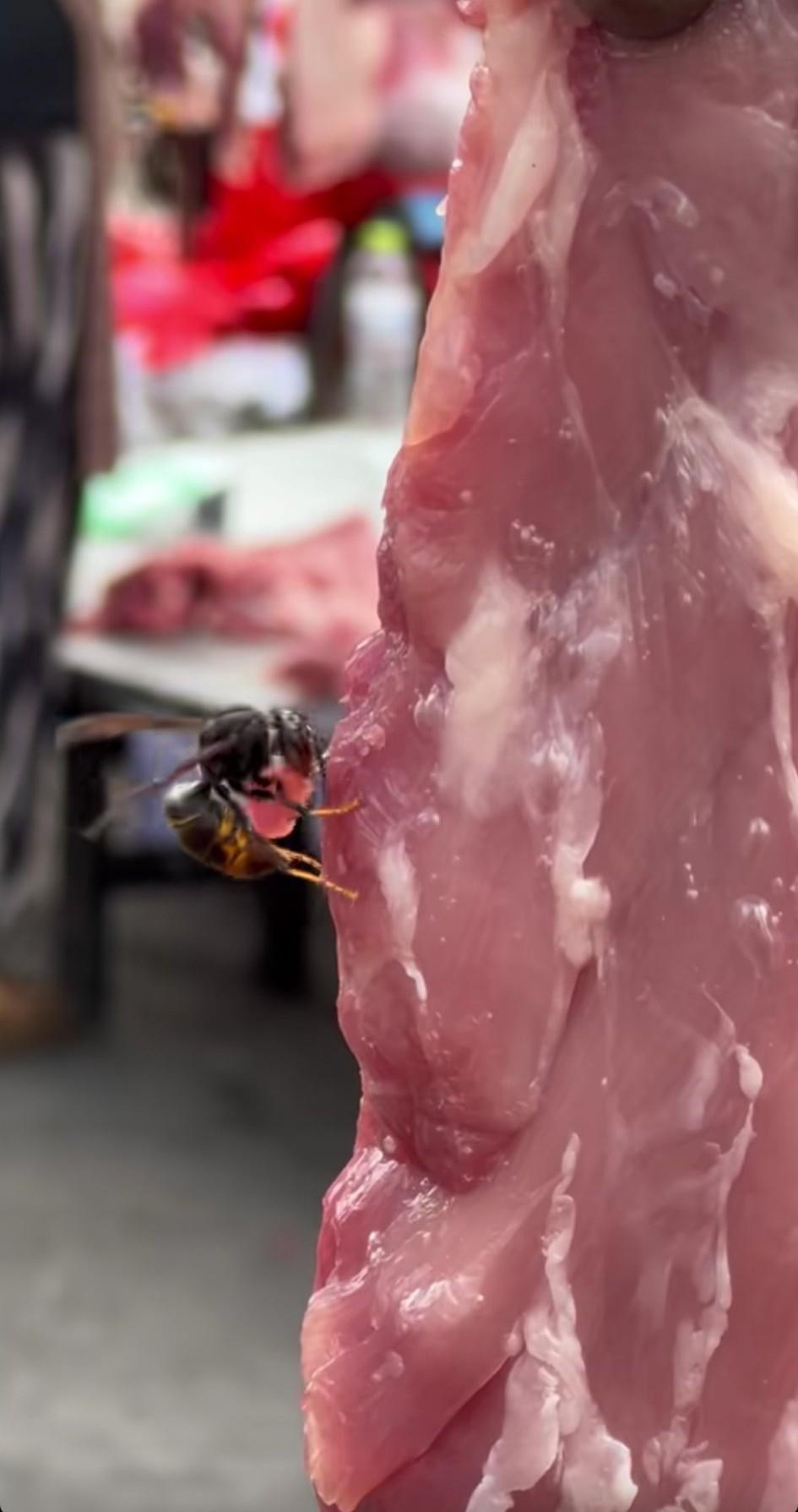 长这么大第一次看到，原来蜜蜂还是肉食动物？！一直以为蜜蜂只爱花蜜花粉，真的是长见