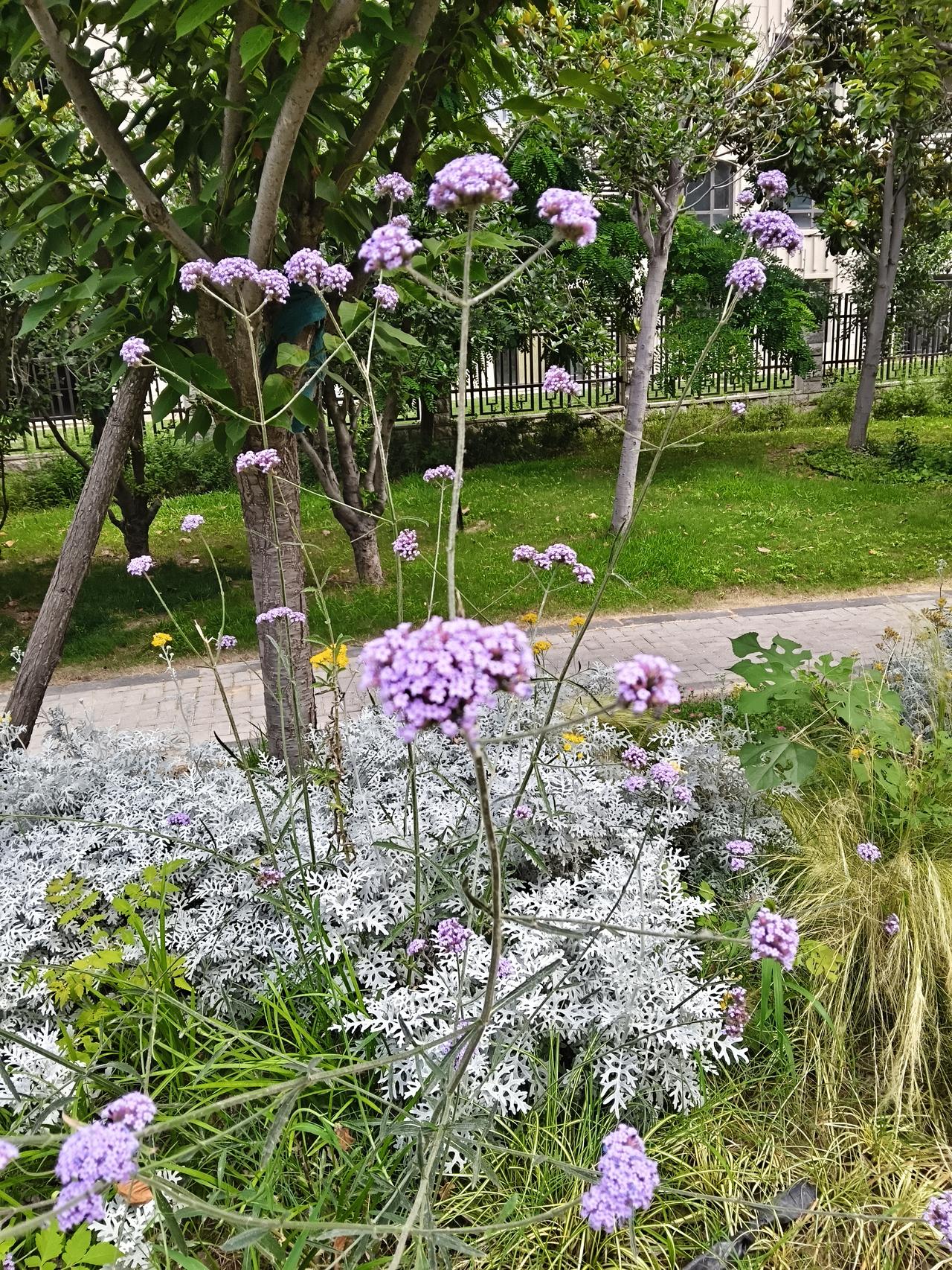小区公园拍到的花，怎么和老家的刺儿菜有几份相似。