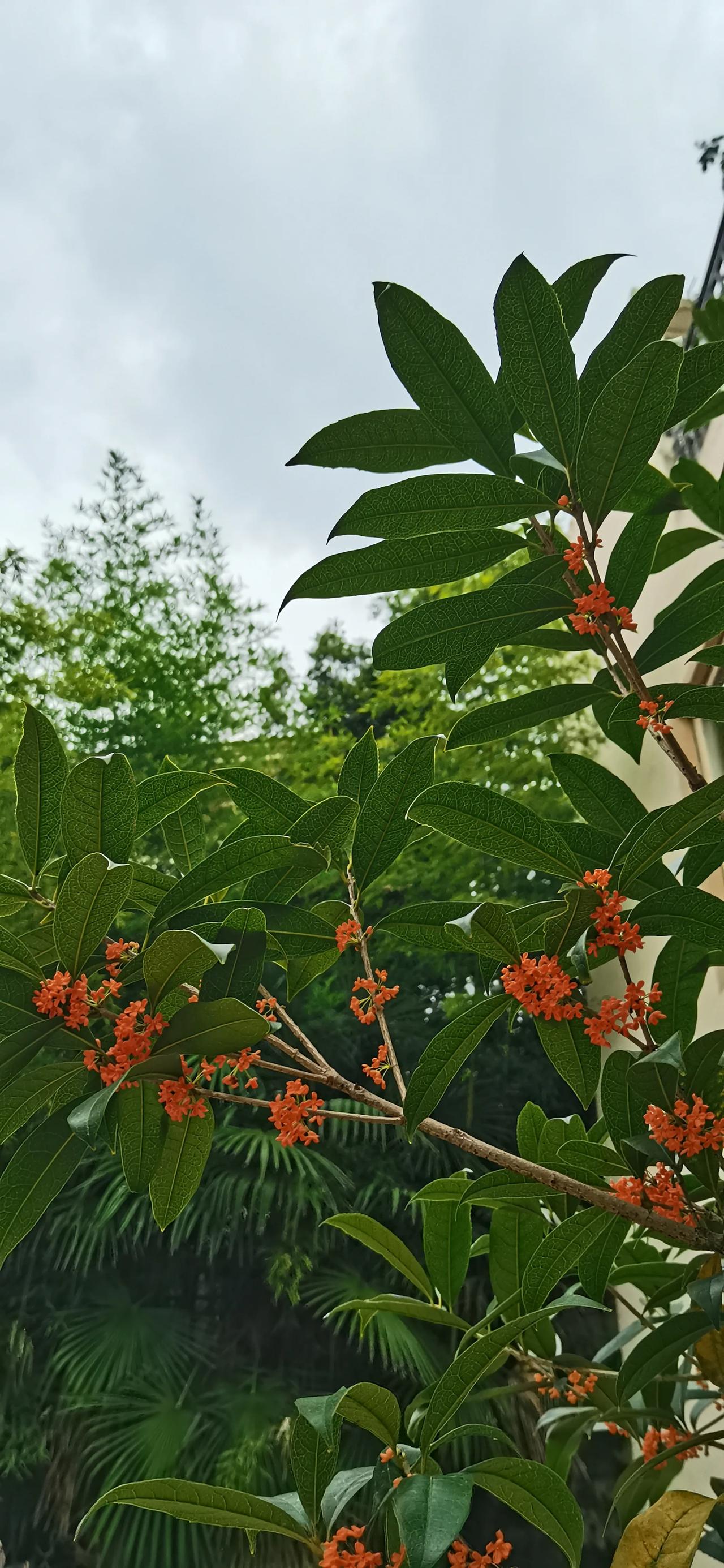 金桂飘香迎国庆，
门前花影映晴空。
秋风送爽满园醉，
片片黄叶似金龙。

一树繁