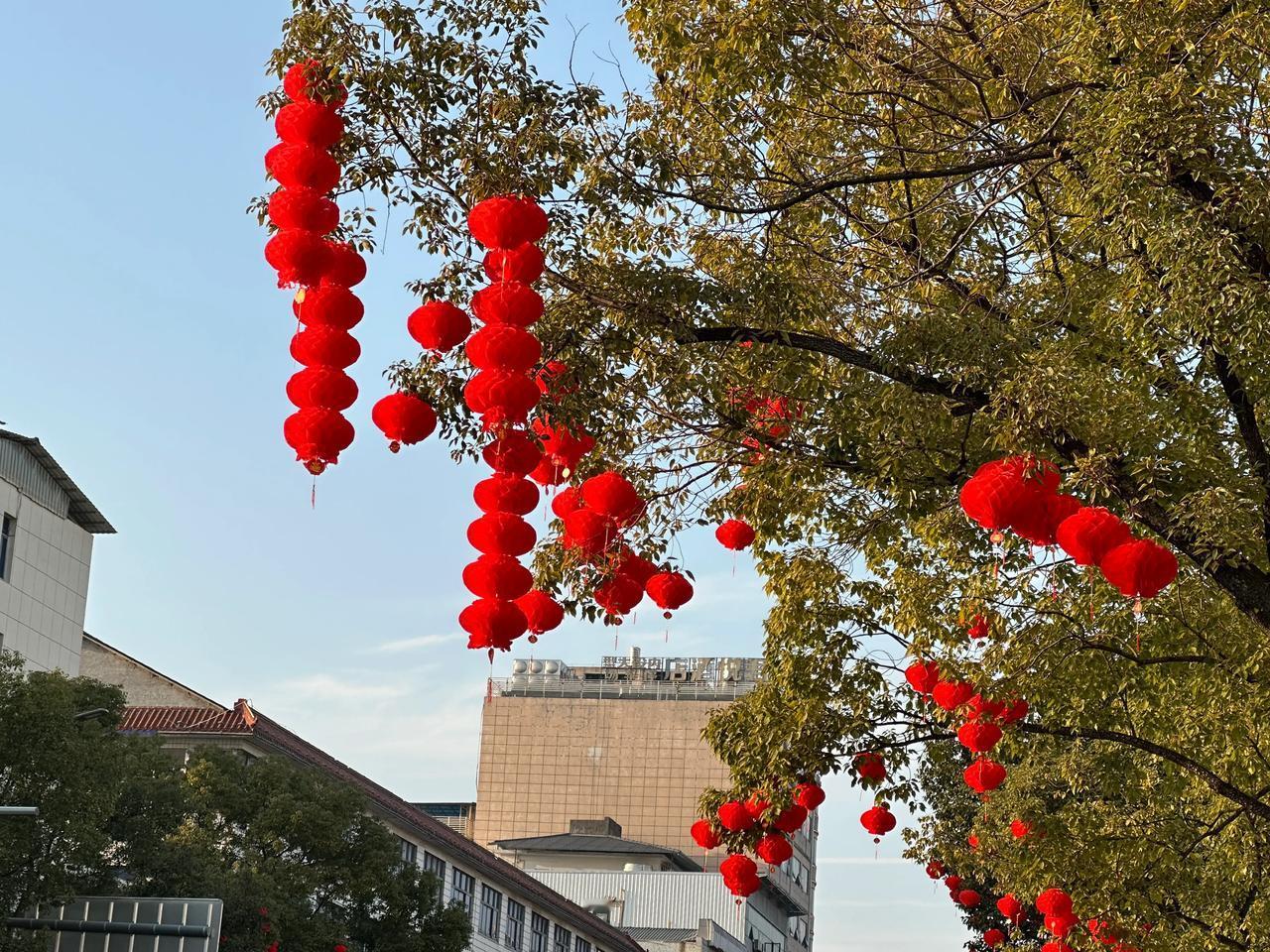 家里的米快吃完了，必须去超市买米了！
一出小区，来到街道，哇，街道两边的香樟树上