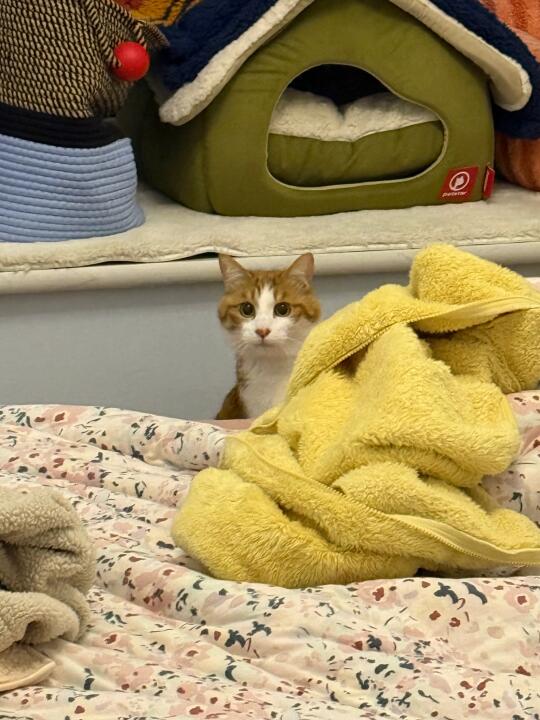 当有陌生人来家里