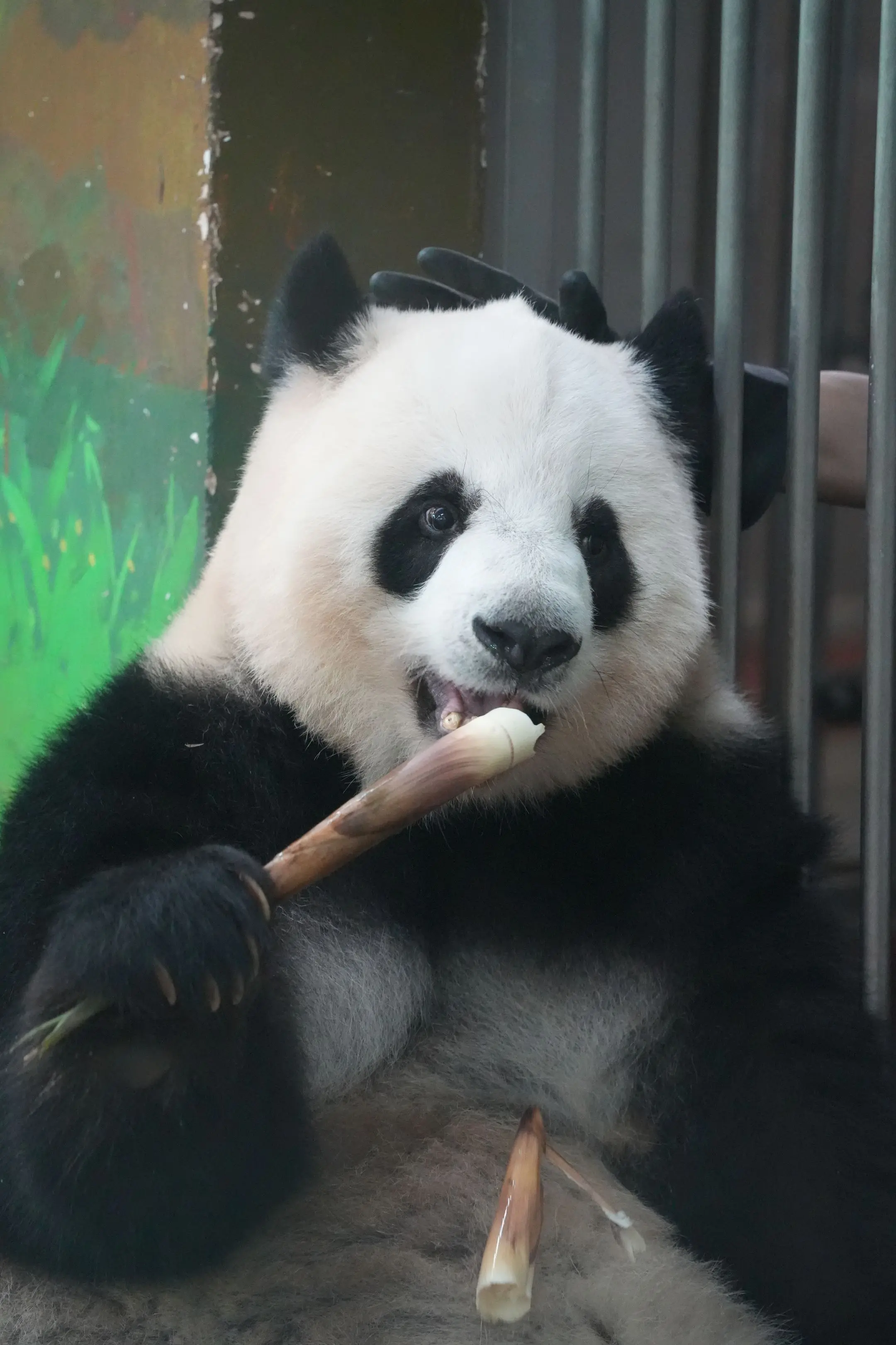 今天是很乖的小熊。