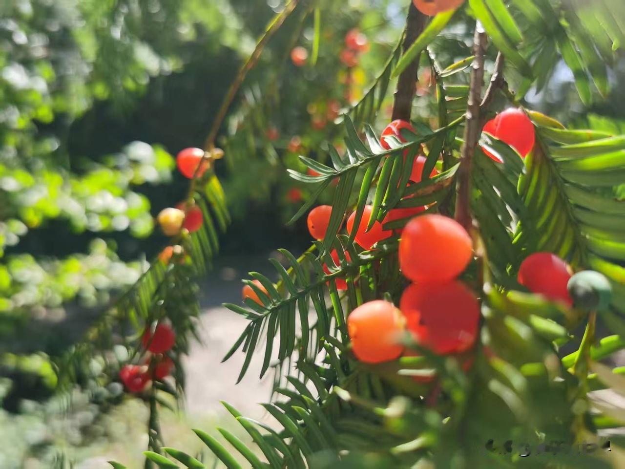 红豆杉果实晶莹剔透，很漂亮，其功效有哪些？
       2024年10月去了一