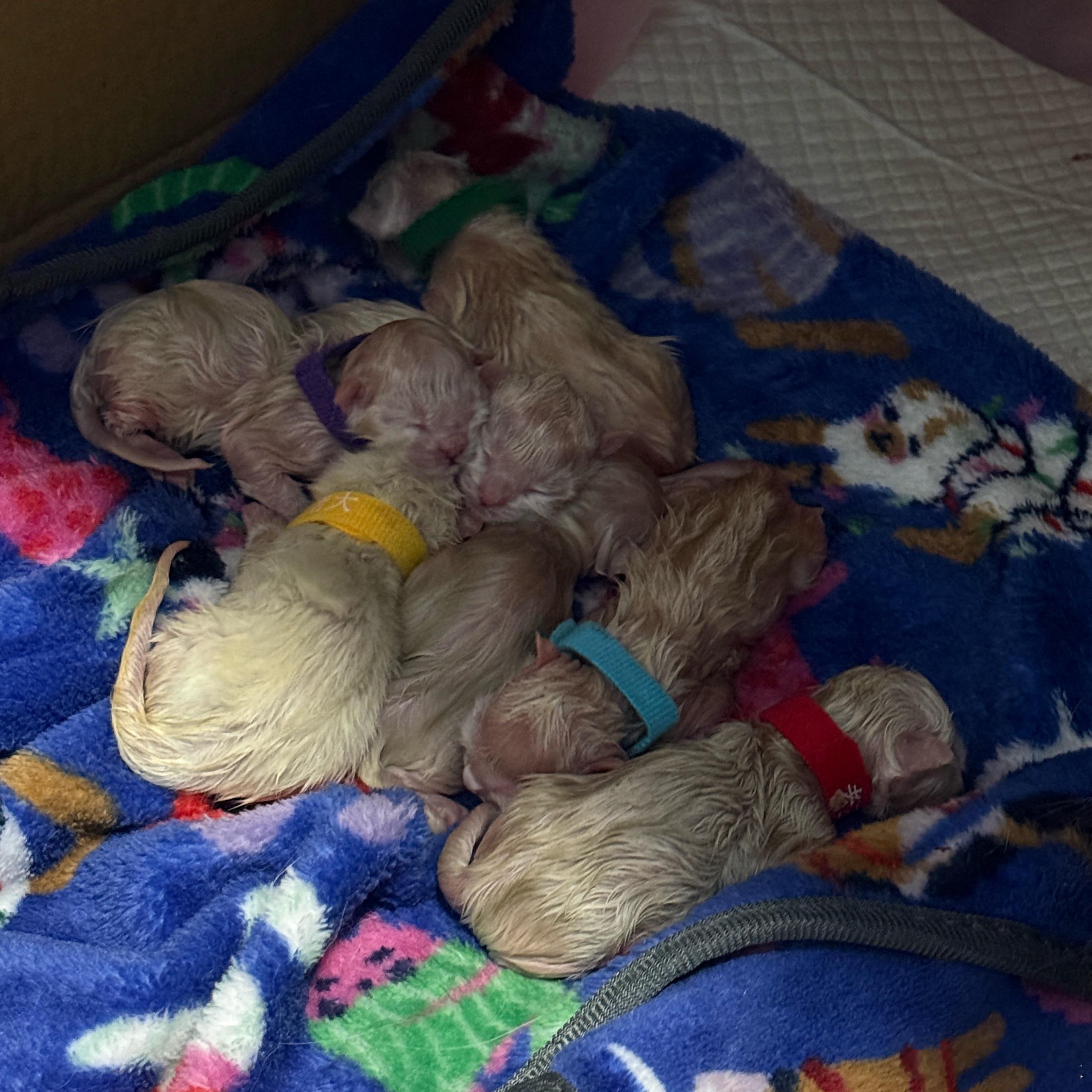 早哇～昨晚半夜接生了七小只，今天又赶早班机[泪] ​​​