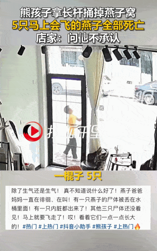 江苏扬州，老板娘不过是外出吃顿饭的工夫，自家屋檐下那对燕子夫妻养了两个月的“孩子