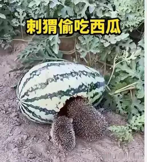 瓜农不忍驱赶偷吃西瓜的小刺猬，一份温柔换来生灵知恩相伴
 
山东淄博，一男子在自