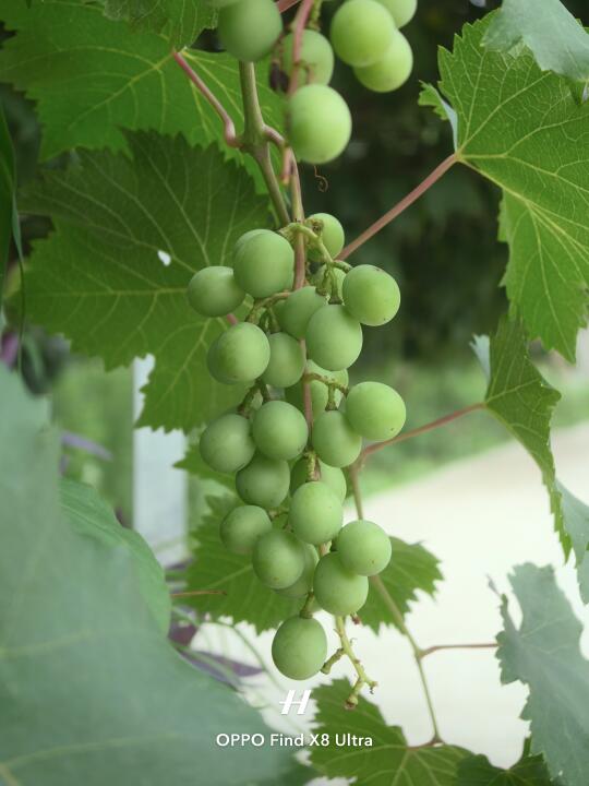 OPPO Find X8 Ultra拍绿色！这个参数绝了！