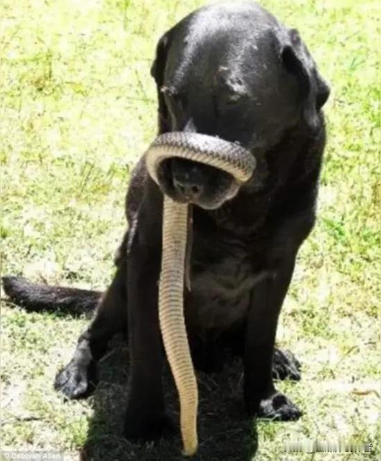 弱犬鏖战毒蛇绝境逃生 求生意志藏着处世大智慧
 
猛兽突袭的险境从不会提前预告。