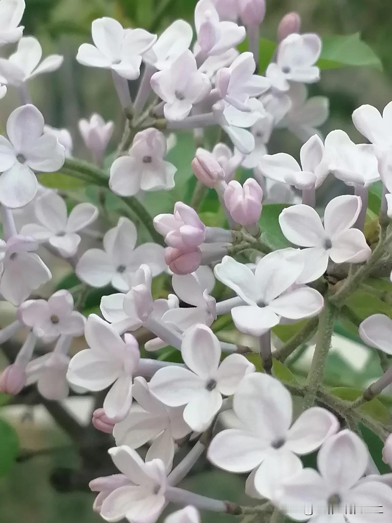 春日生活打卡季你知道这是什么花吗？