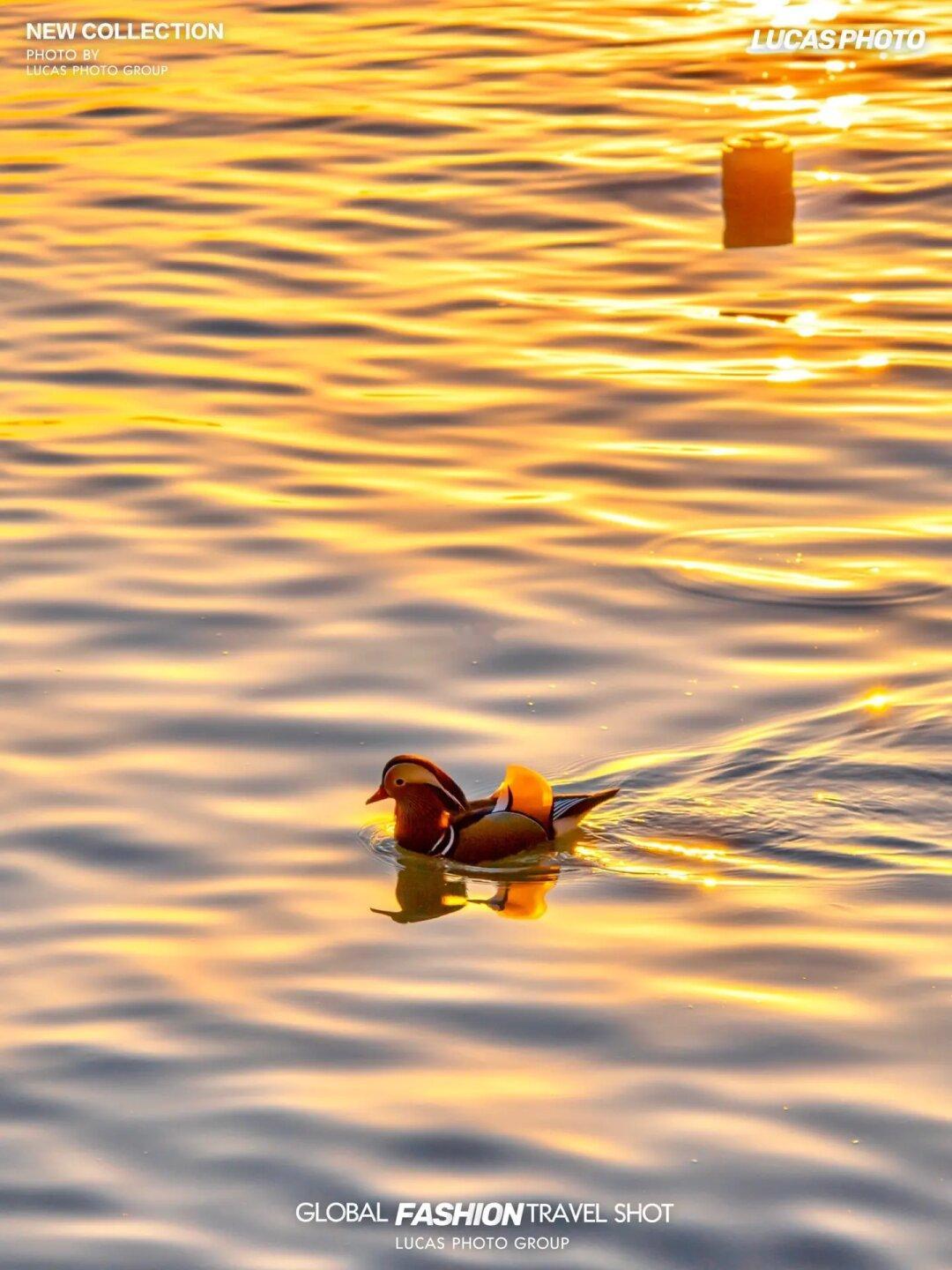 低头找秋天|南京的浪漫从玄武湖日落开始❤️