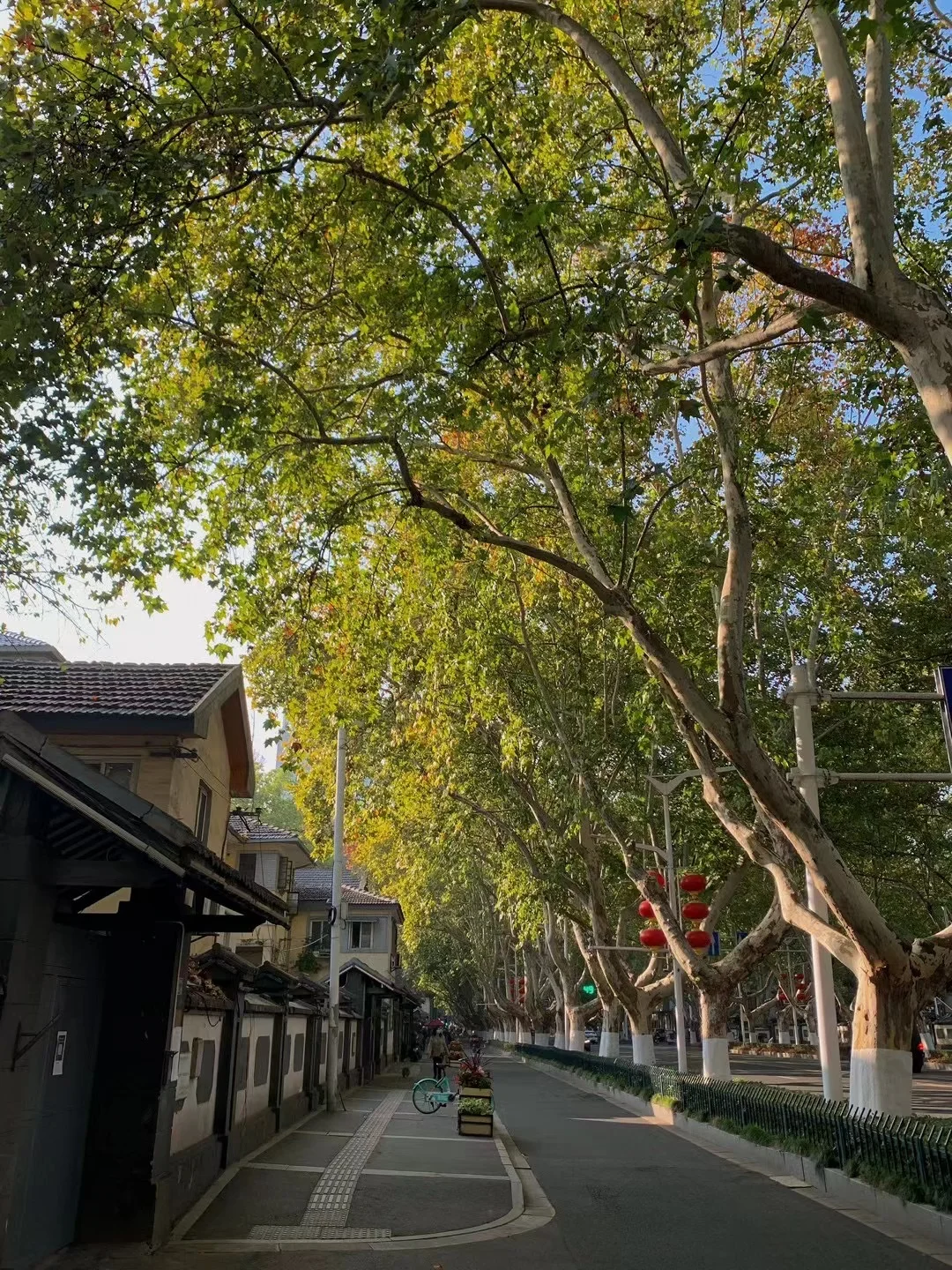 静下心来，好好看路边的树🌲