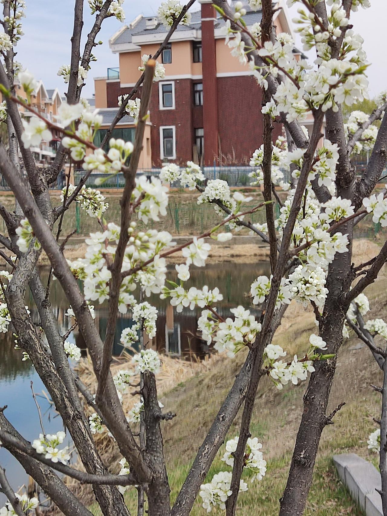  
近日天气晴好，阳光明媚，春光灿烂。

我去铁岭河办事，车行至铁岭河大桥西侧时