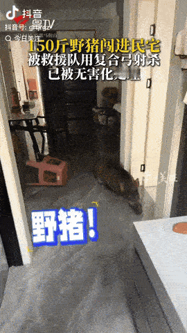 安徽和县，男主人在家带孩子，不料突然看见一头150斤的野猪竟然把自家的玻璃门撞坏