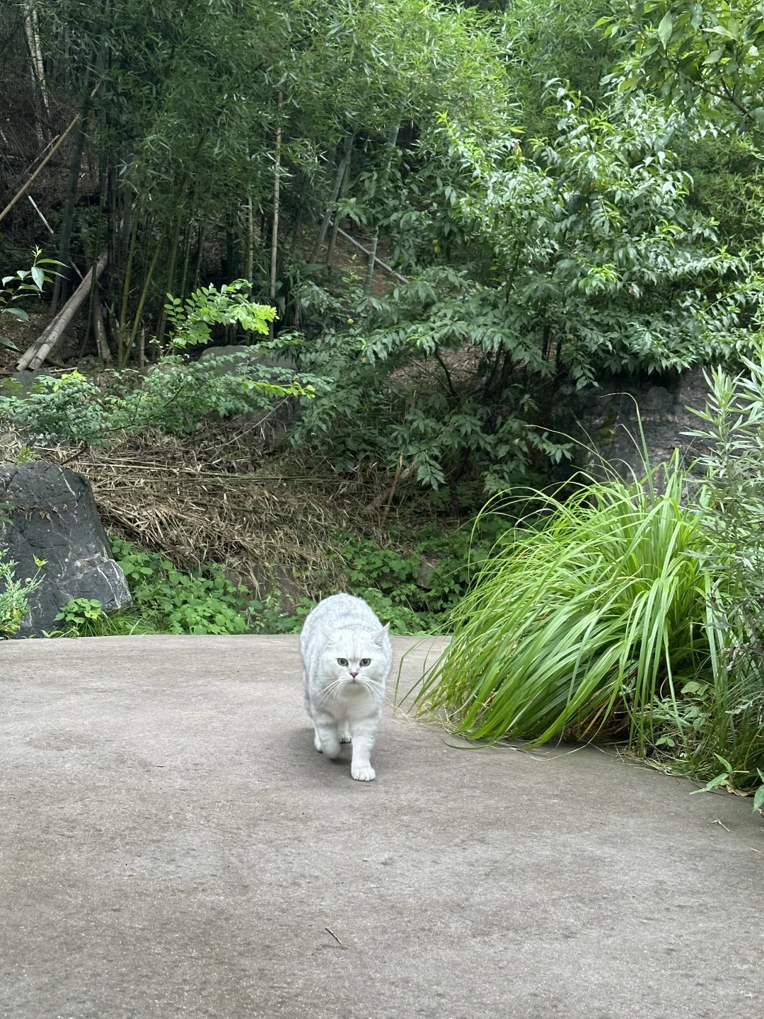 夏天怎么还要走路啊