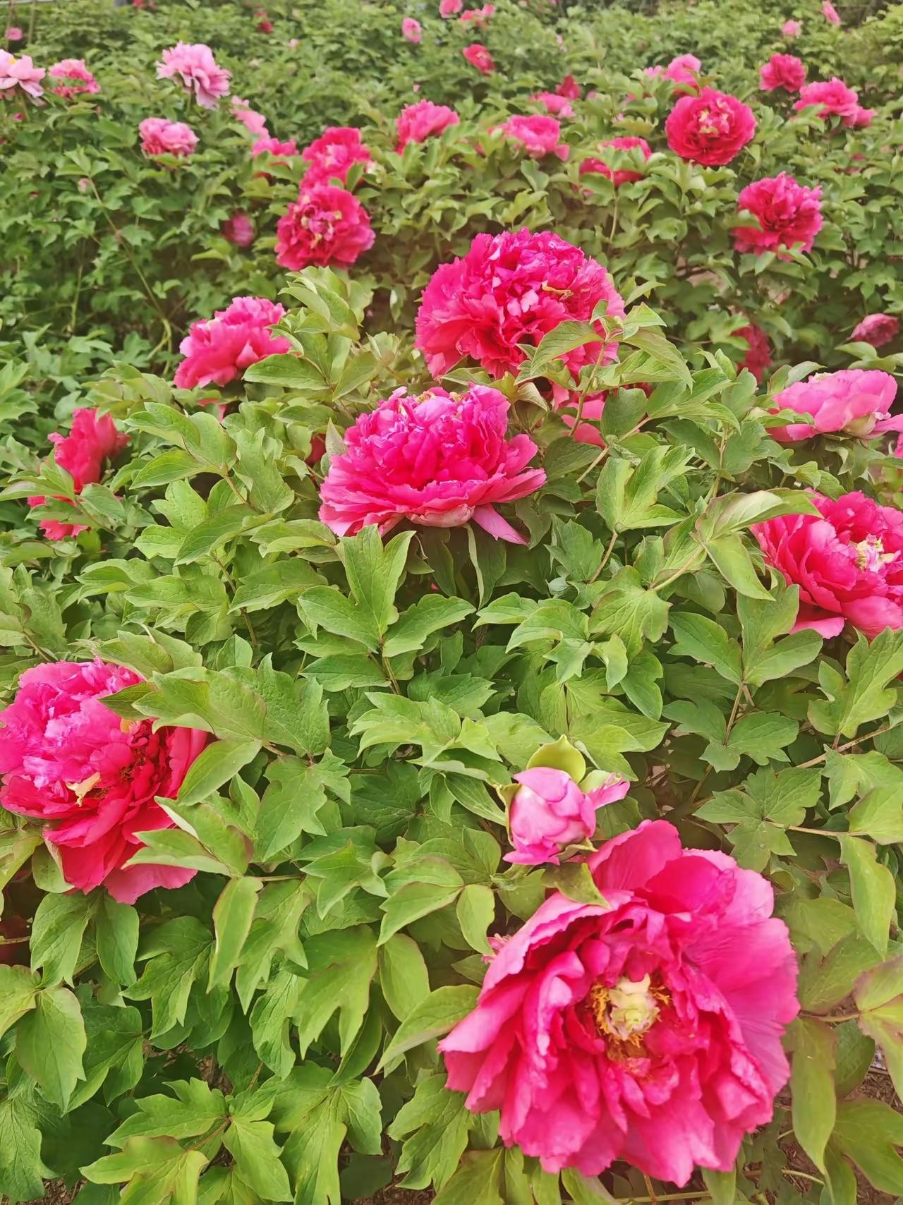 分享你手机中的花花草草