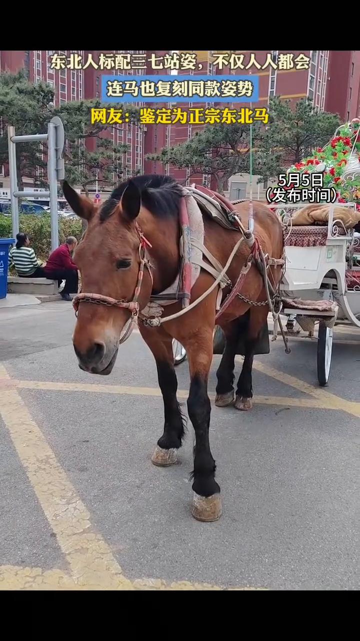 东北人标配三七站姿，不仅人人都会，连马也复刻同款姿势。
网友：鉴定为正宗东北马。