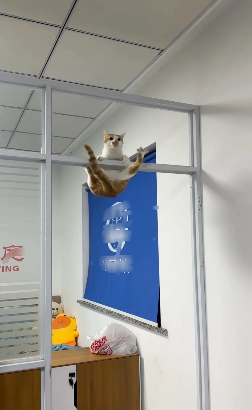 今天是咪是体操运动员 