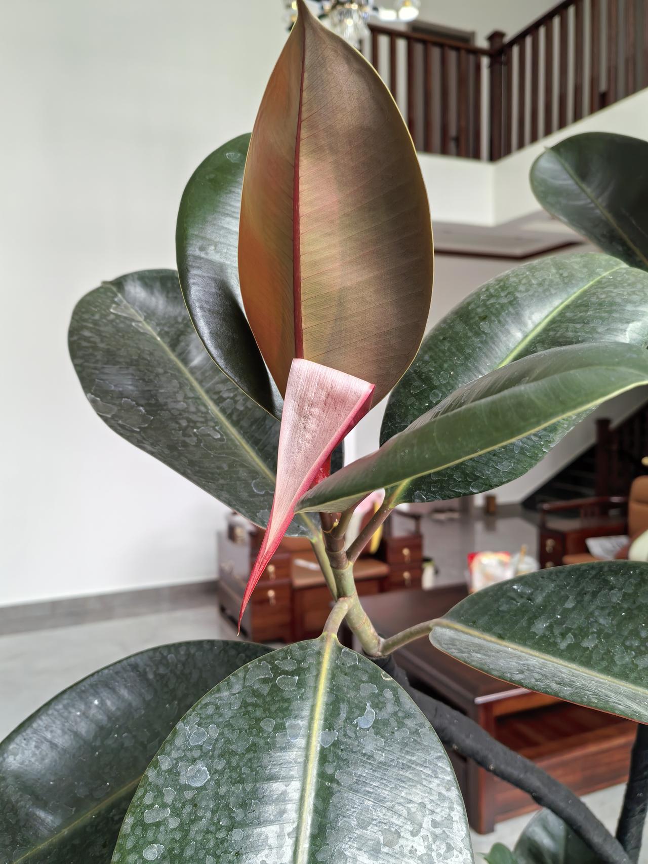 在客厅摆放一盆橡皮树，不仅美观雅致，能将客厅装点得更加赏心悦目，而且橡皮树寓意着