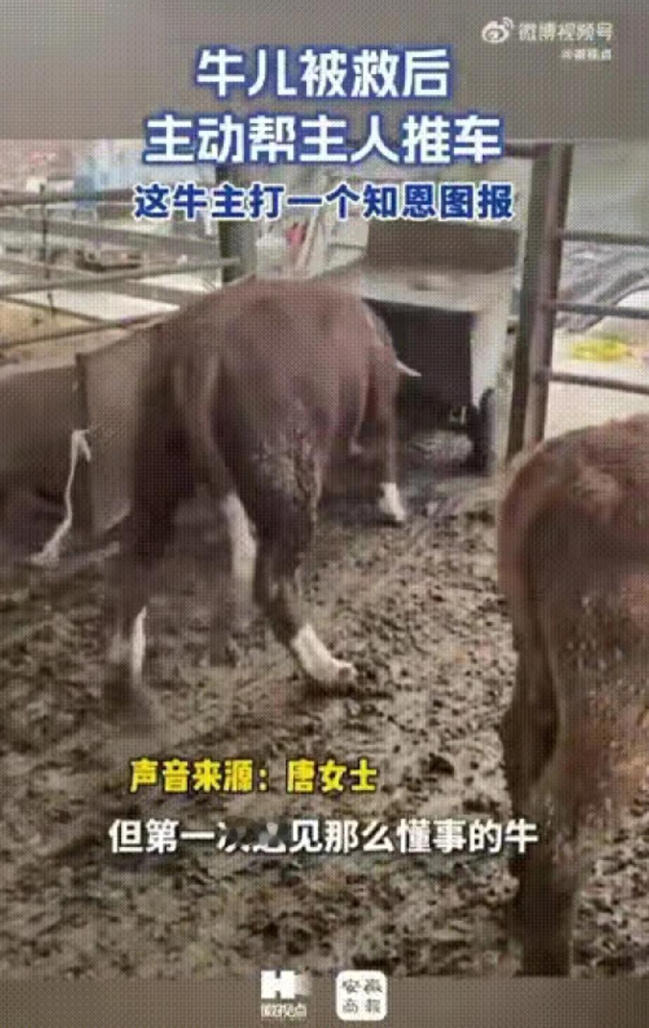 谁能想到，
一头牛也能把“滴水之恩”记一辈子！

安徽这对夫妻的养殖场里，六七百