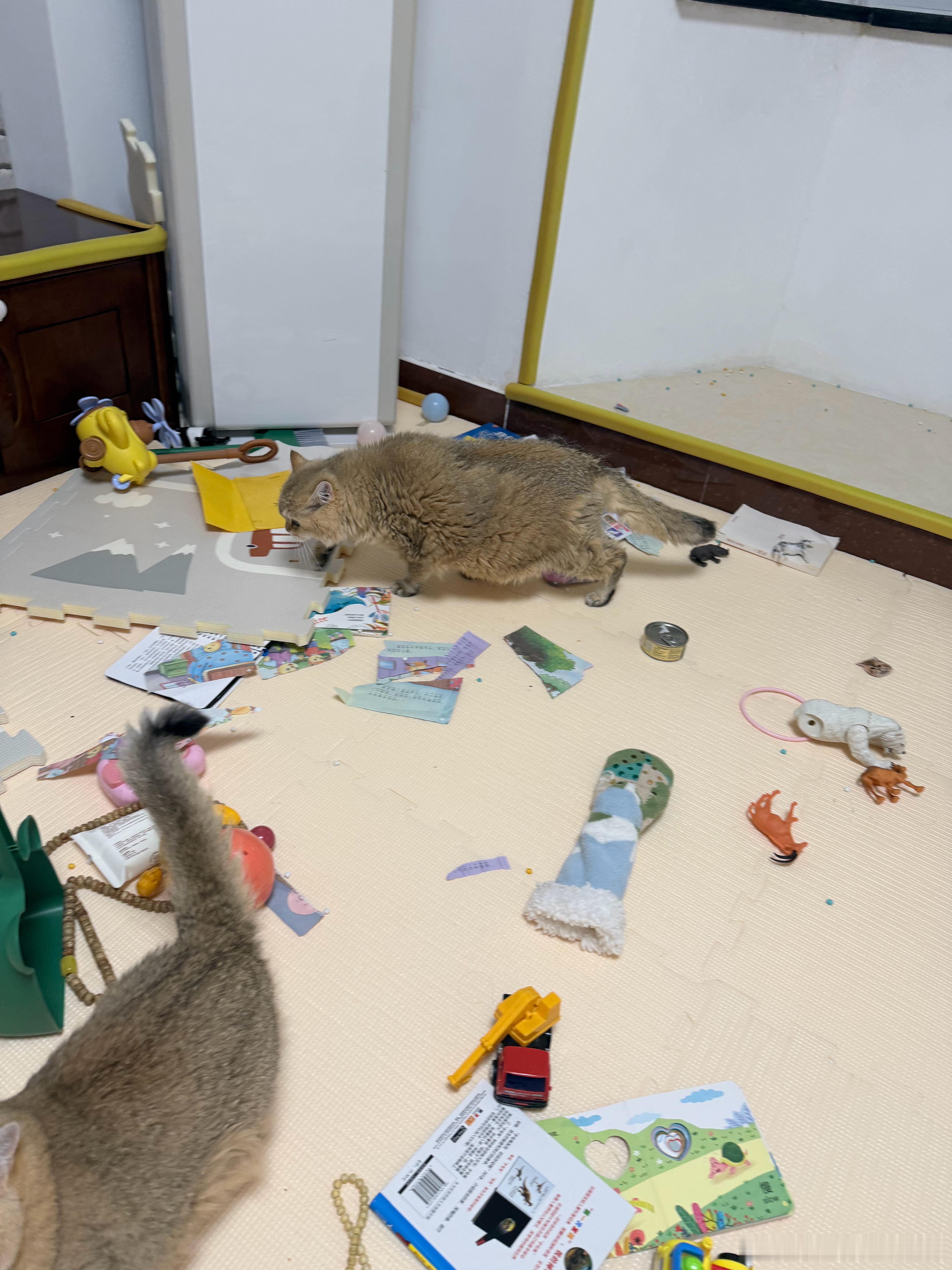 鸡腿猫巡视它曾经的领地！萌宠猫咪