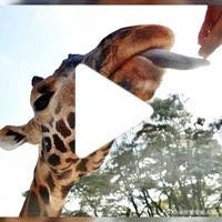 【戴占军】画中话【幸运的努比亚】来自内罗毕长颈鹿中心  网页链接  （使用App