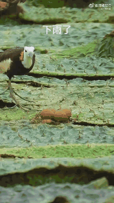 有人知道这是啥鸟吗？ 