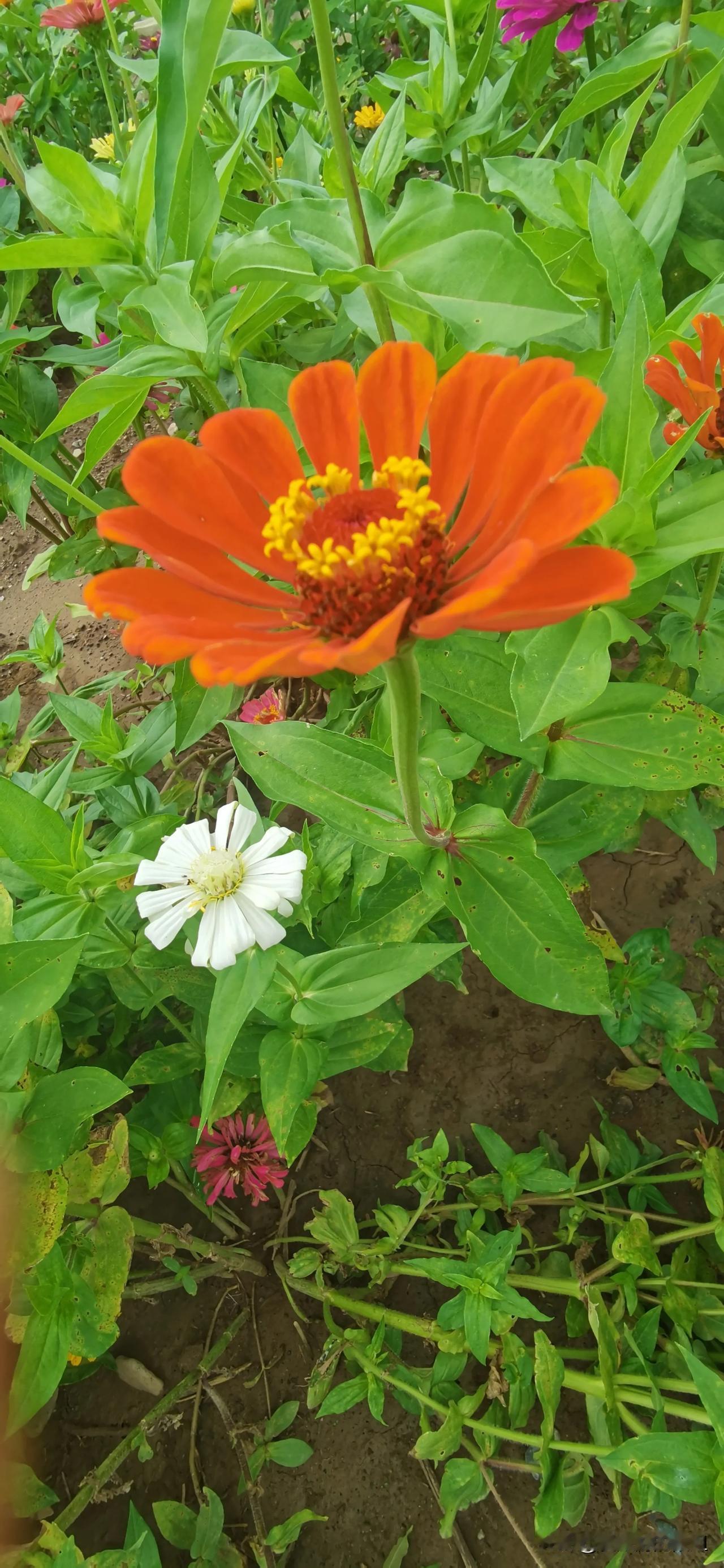 #分享一下拍的花卉的照片#