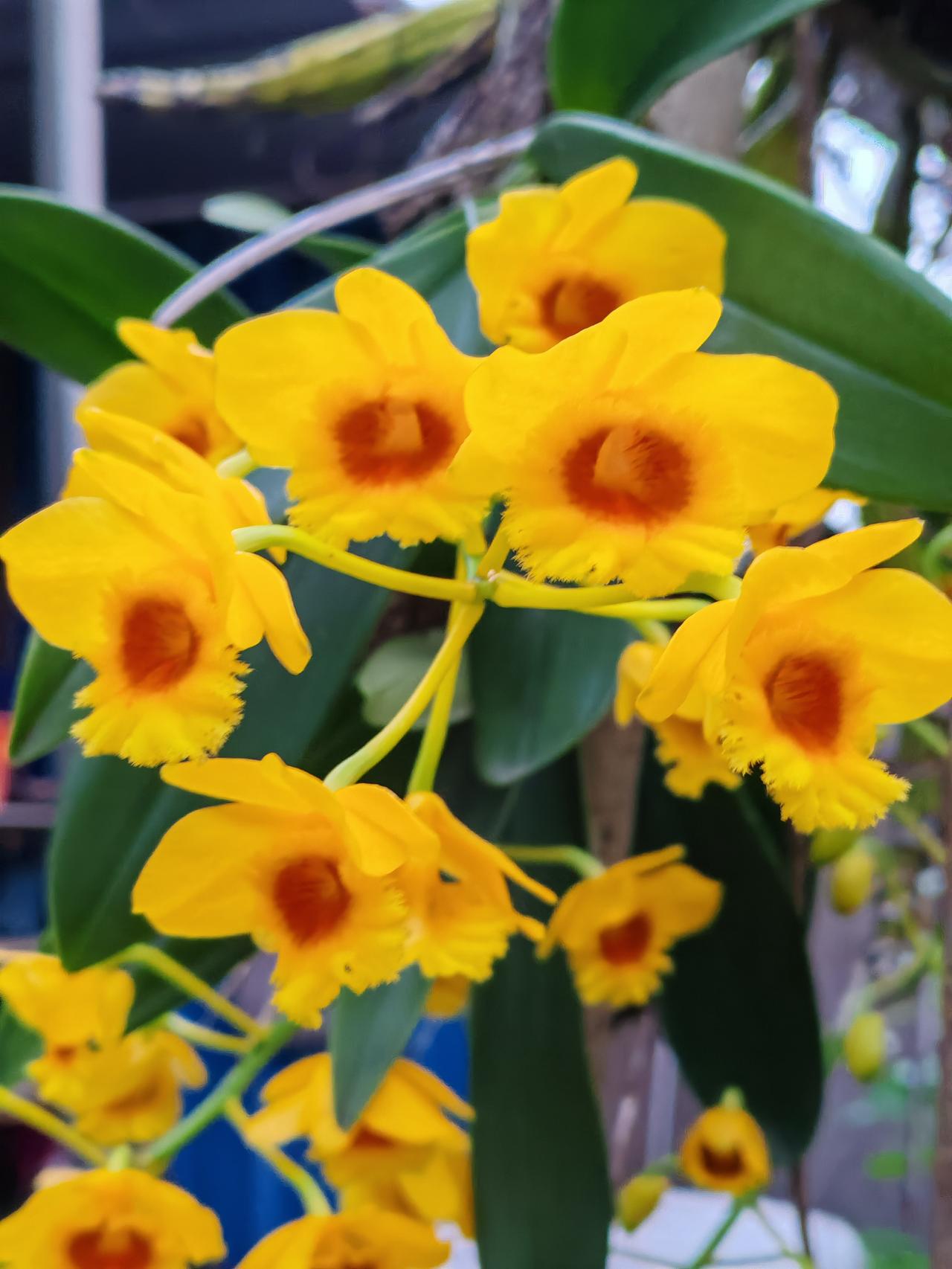 石斛花又开了，金灿灿的，一年的浇水，就只待这个时刻。观赏性石斛，不能吃不能喝，只