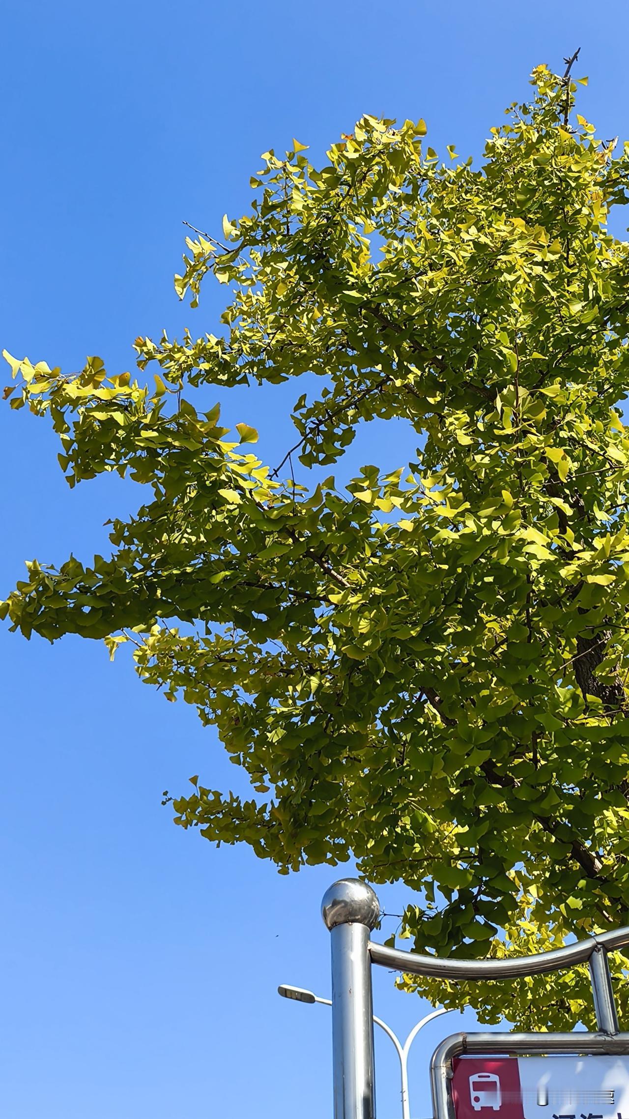 今早出门直接被南京的雾裹了个严严实实，能见度低到过斑马线都得眯着眼瞅红绿灯，刚看