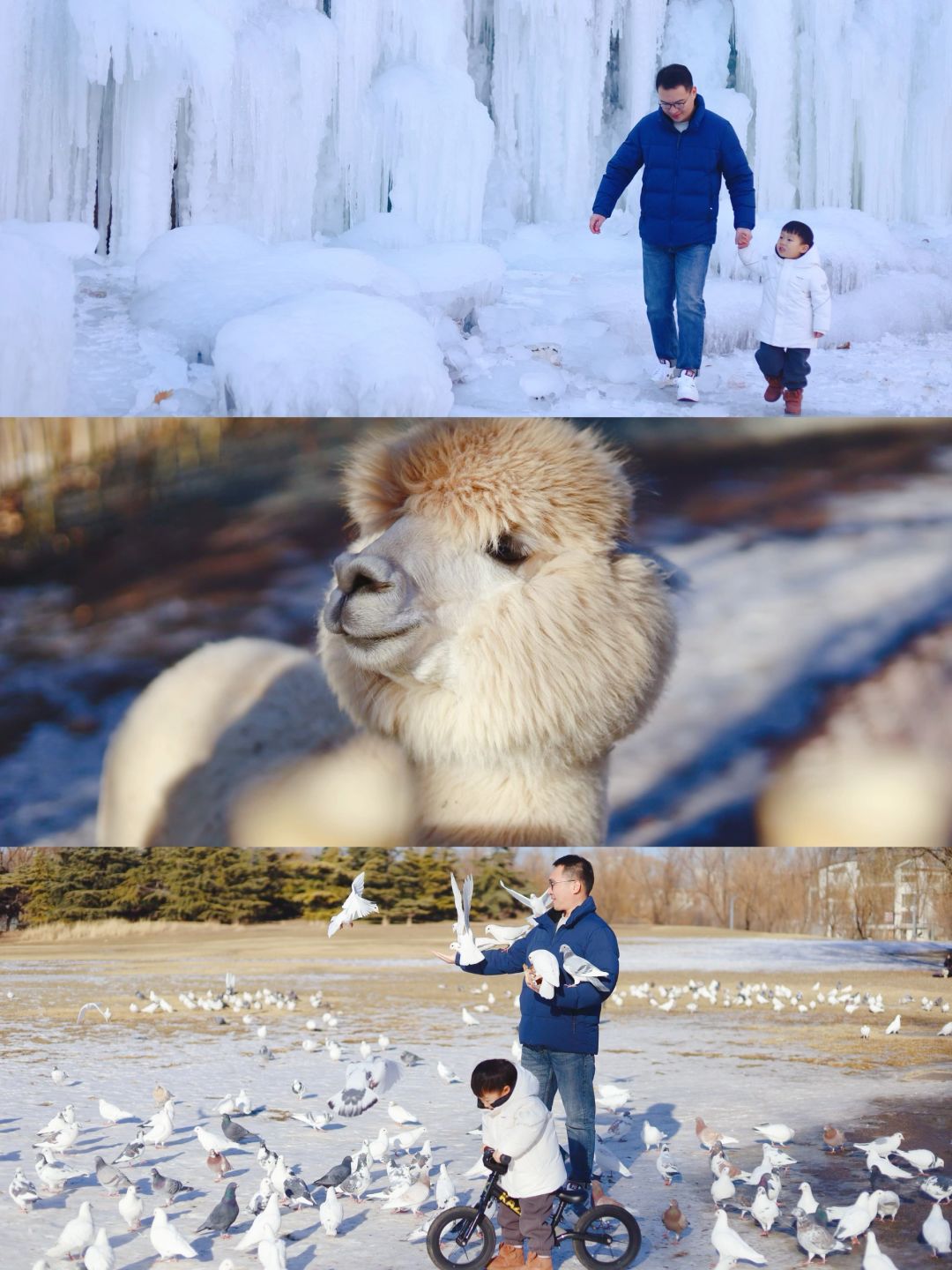 什么？还有人不知道隐藏在市里的免费动物园？
