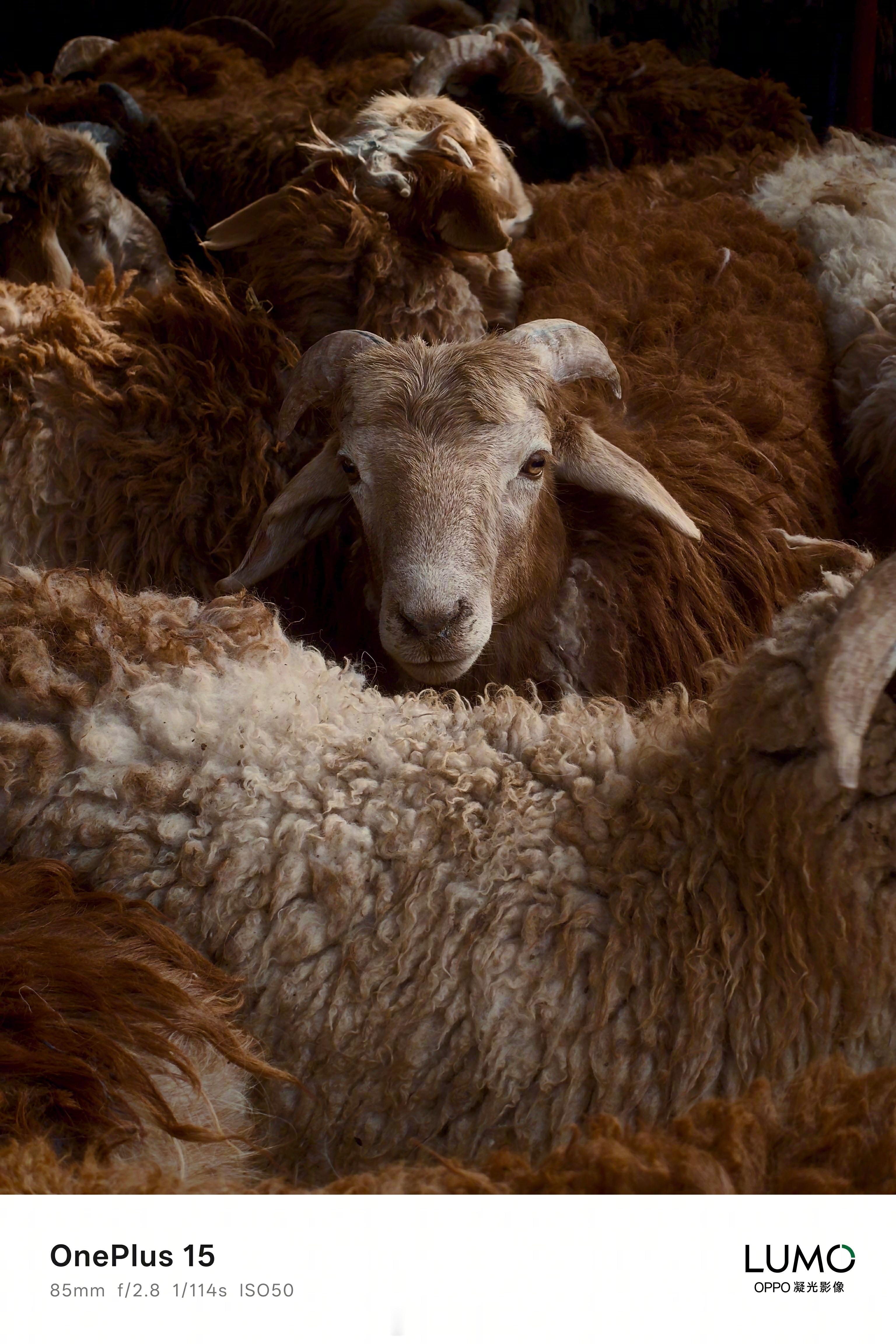 参数我就不说了，直接看一加15样张吧，养眼。一加15和ace6新品发布 ​​​