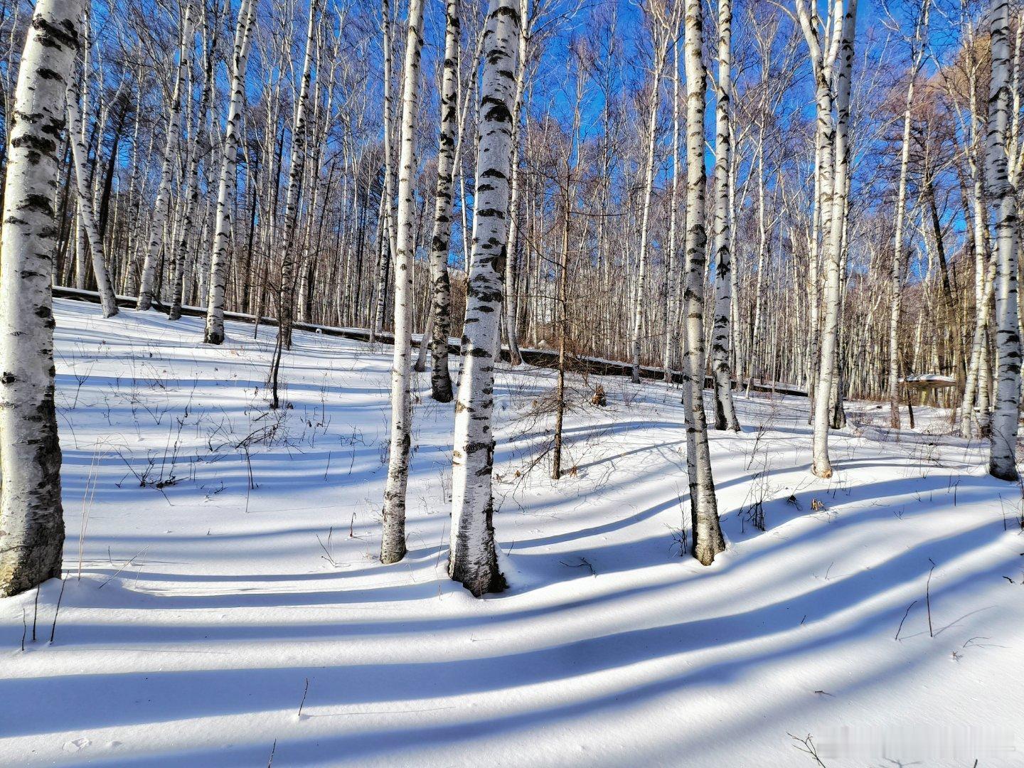 冬日的白桦林别有一番景象，被白雪覆盖的白桦林光影交错，躺在雪地里拍一组人像片片可