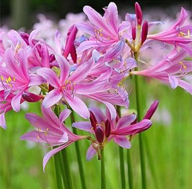 昨天厂里发布了五一放假的通知。五一放两天假。

整个车间的人都欢腾起来。因为我们