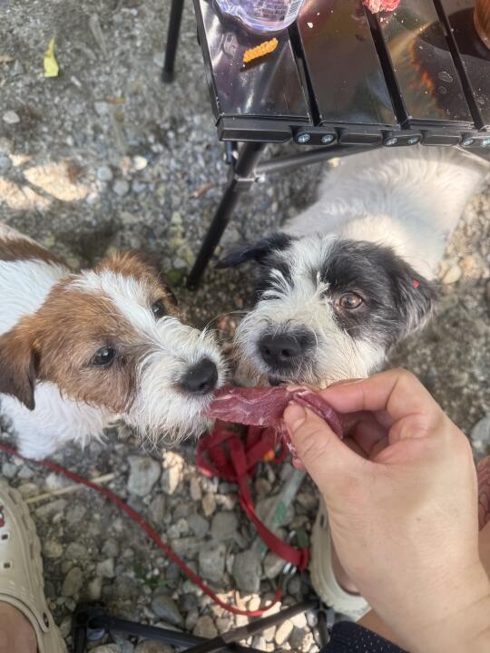 露营怎么能没有㹴