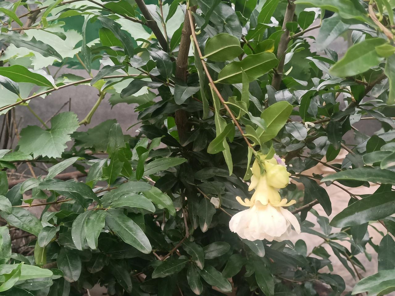 在形意拳技击中，
为啥要黏着打，控着打，
既然粘上了，
尽量让对方没有还手的能力