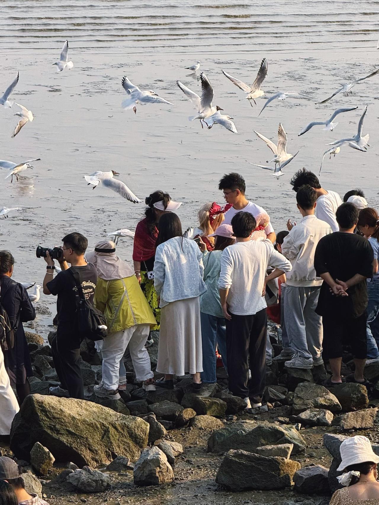 还没来深圳湾公园看海鸥的要抓紧了
3月22日实拍海鸥还在
估计3月底或4月初就要