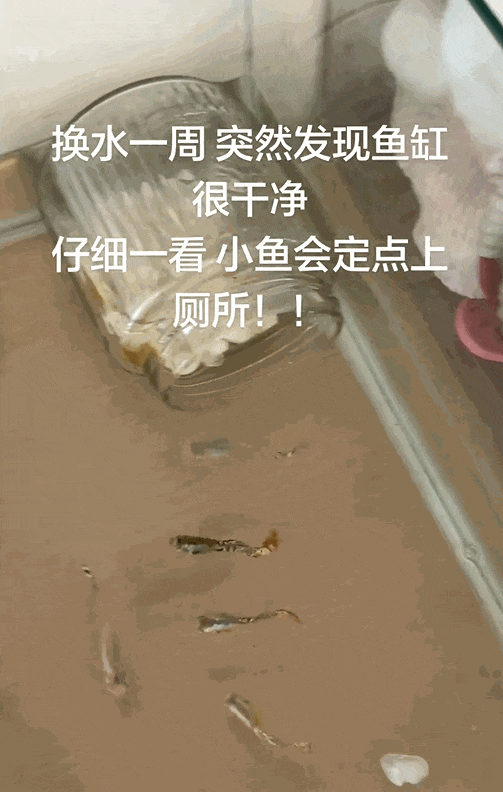 太神奇了！女生因为私事，整整一周没有打理自家鱼缸。按照往常的经验，一周无人照看，