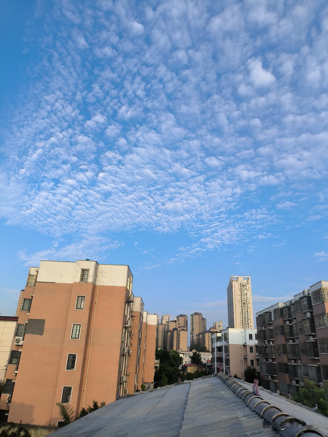 前段时间太忙，太累，断更了好久。昨天下了一场大雨，今天早上一起来非常凉爽。抬头看
