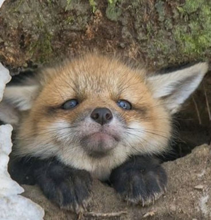 狐狸 幼狐的起床气 