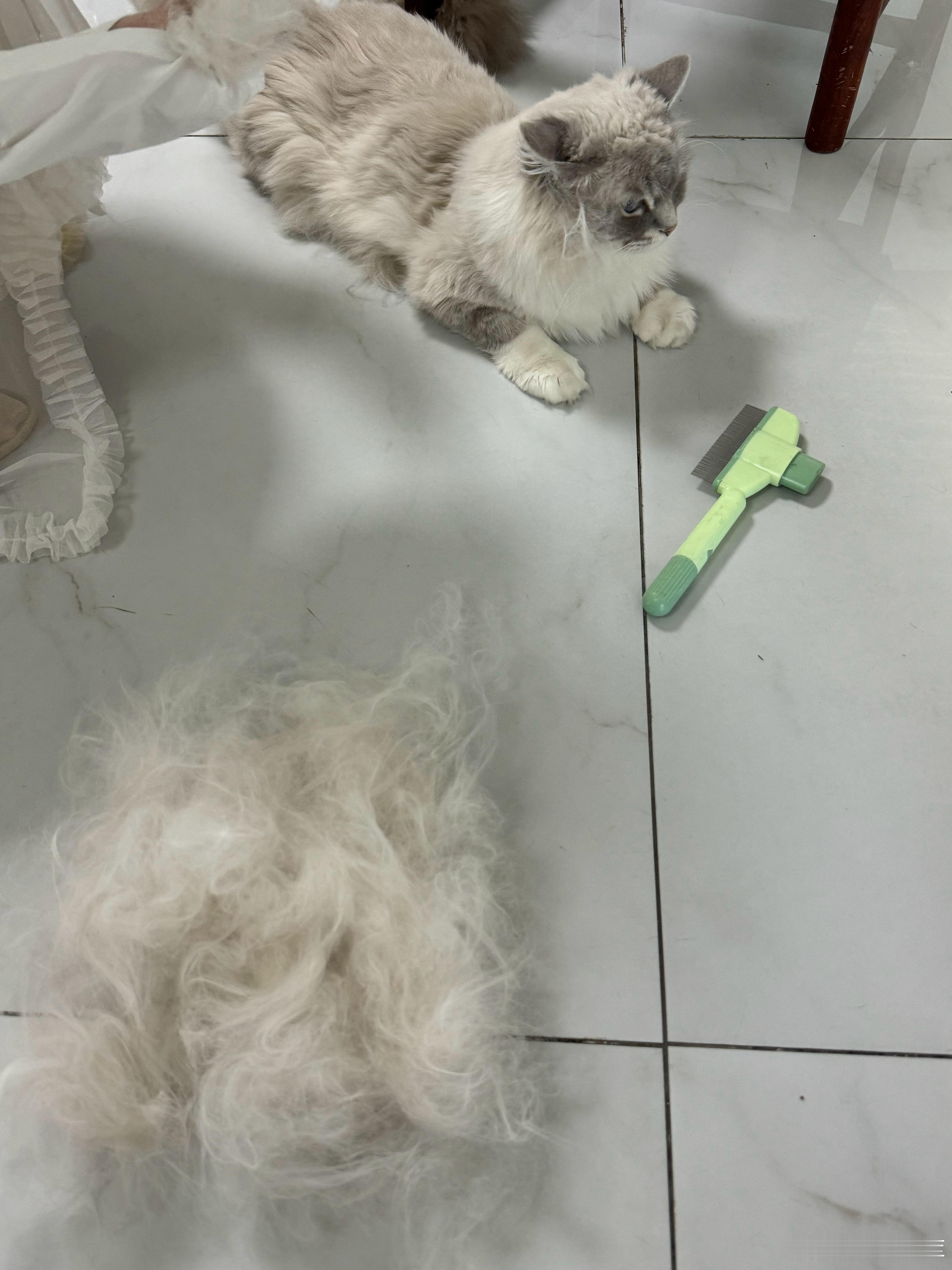 这毛孩子梳下来的毛太多了有没有好办法解决 