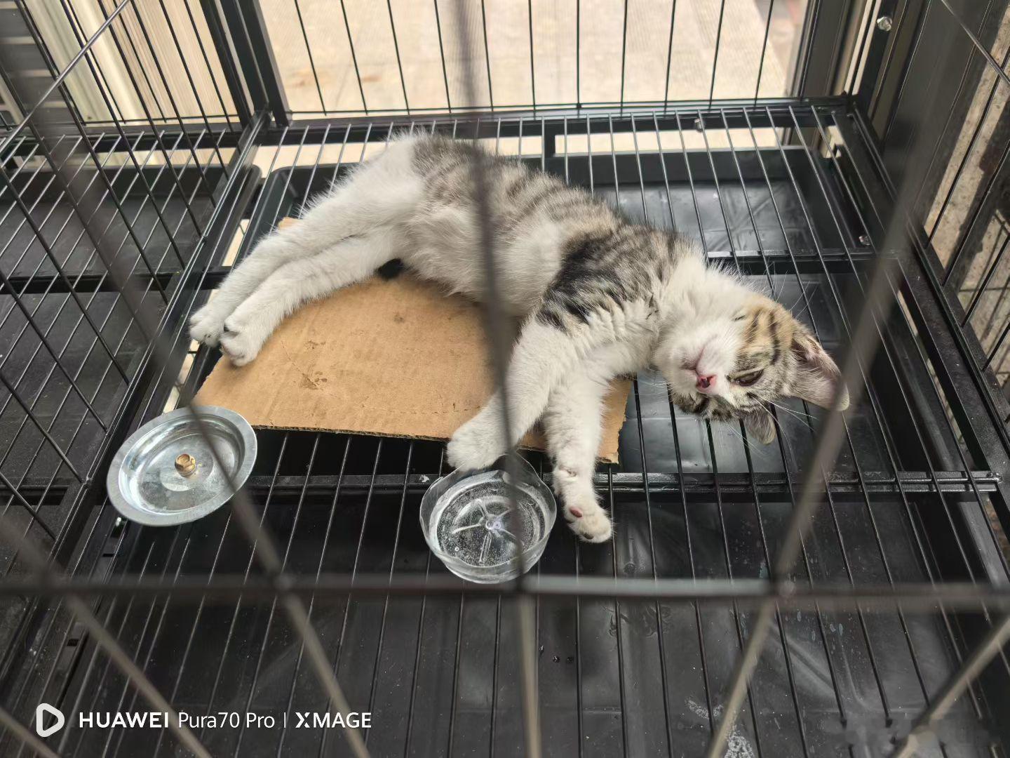 小奶猫的专属躺平时刻，四仰八叉瘫成一团，完全卸下所有防备，连睡觉都肆无忌惮。 