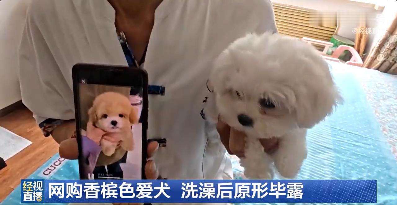 黑龙江哈尔滨市民张先生，通过微信朋友圈看到商家发布的幼犬宣传，花费 1400 元