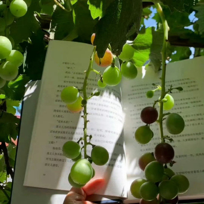 夏日绿意🍃 