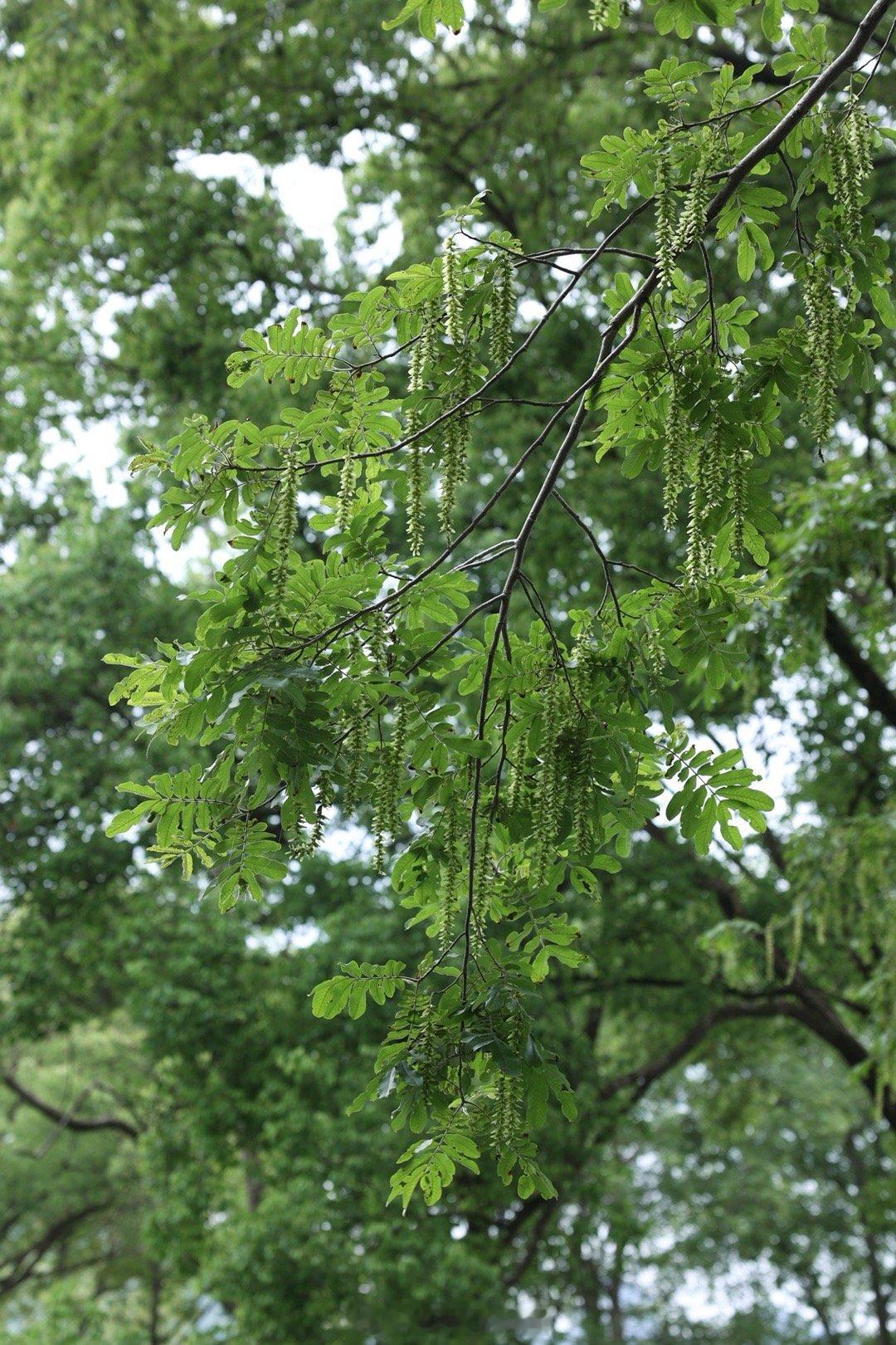 好多树莓 根本摘不完  ​​​