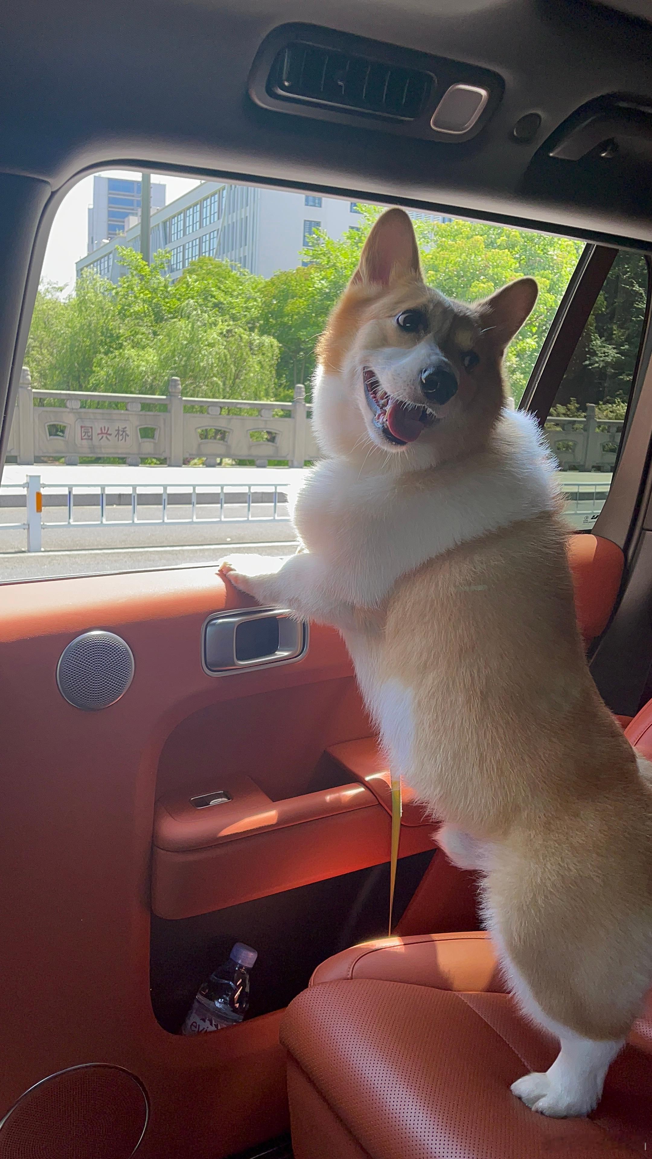 带狗出游选车，核心是空间够装、安全可控、狗狗舒适，大车恰好能满足这三大需求，尤其