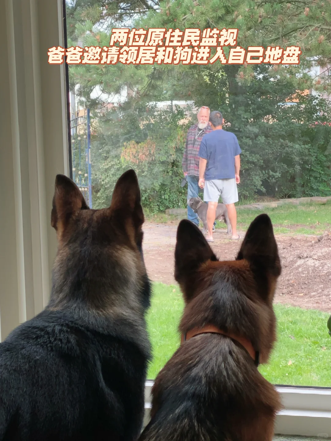 🇳🇱Fulltime上班还同时有四只工作犬在家